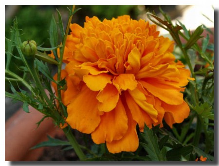 Afrikaantje (Tagetes)